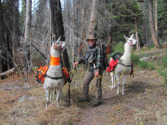 A llama pack-in hunt